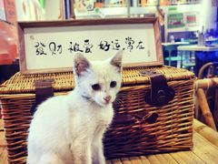 -山野的朋友露营炭火烤肉