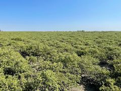 -北海金海湾红树林生态旅游区