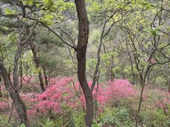 -木兰云雾山