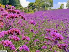 -紫颐香薰山谷景区