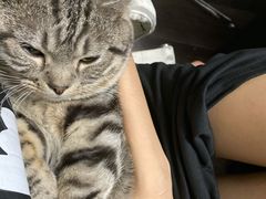 -猫尾侦探俱乐部·剧本杀·狼人杀