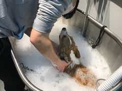 -PETKIT 小佩宠物·低压洗护·美容·寄养(安远店)