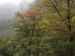 iphone_upload_pic-王顺山国家森林公园
