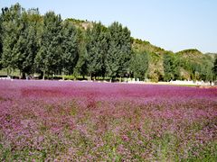 -北京东方普罗旺斯薰衣草庄园