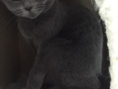 -喵的天空名猫咖啡馆·撸猫·猫舍·用品