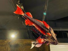 -探鱼·鲜青椒爽麻烤鱼(银泰城店)