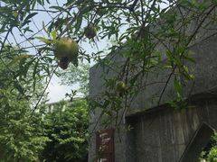 -广州神农草堂中医药博物馆