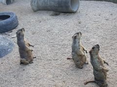 -泉州海丝野生动物世界