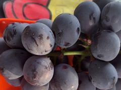 -马陆小张葡萄园农家乐