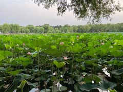 -长春市南湖公园