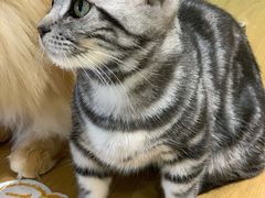 -藏猫猫咖啡主题馆(中央大道店)