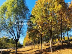 -永定河休闲森林公园