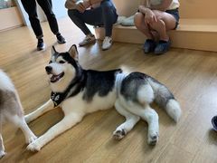 -Husky Go! 哈士奇体验馆·宠物咖啡厅狗咖