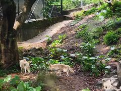 -深圳野生动物园