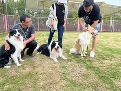 -翊宠yipet猫狗购宠庄园犬舍•猫舍