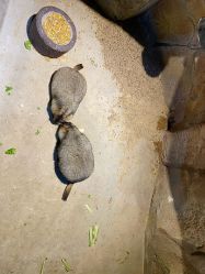 -酷嗒动物文化乐园(cutezoo西溪乐天城店)