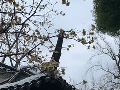 -拙政园