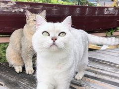 -喵屿·大理花园猫咖