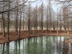 -泗洪洪泽湖湿地景区