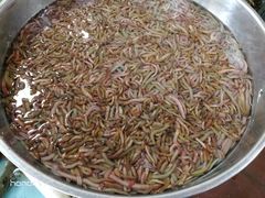 -寻味顺德·南记酒家·传统顺德菜·鱼生(广源路店)