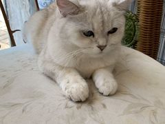 -平行世界·猫咖(首经贸店)