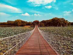 -荷塘月色湿地公园·向阳花洲