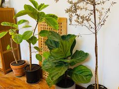 -LuluCake·路鹿蛋糕