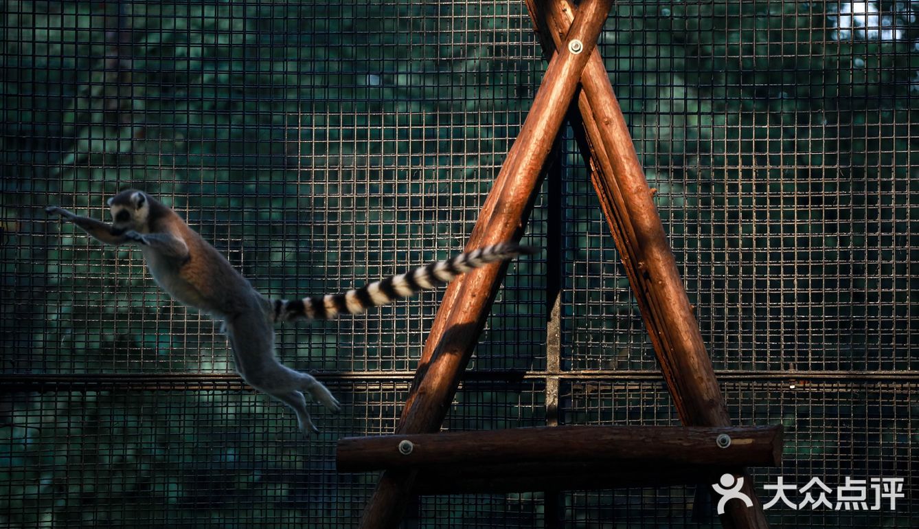 #上海动物园4
