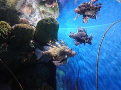 -暹罗海洋世界