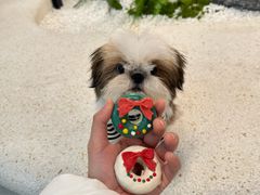 -帕帕拉兹宠物(亚洲旗舰店)