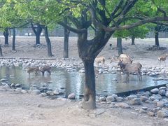 -上海野生动物园