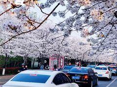 -高东镇樱花园