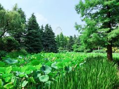 -洛阳市隋唐城遗址植物园