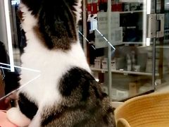 -babydoll猫舍·米努特·德文·缅因(久光中心店)