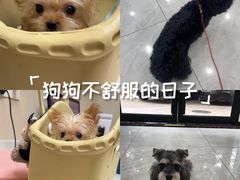 -安安宠医宠物医院·异宠·犬猫内科(岳阳分院)