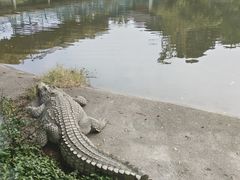 -广州长隆飞鸟乐园