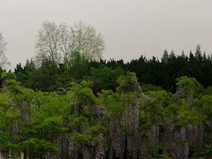 -嘉定紫藤园