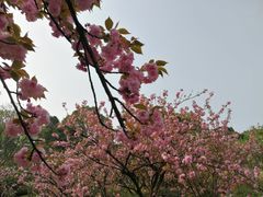 -南山植物园