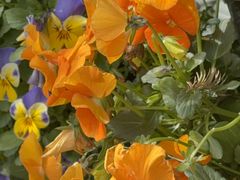 -上海植物园-4号门售票处