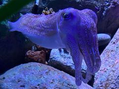 -新加坡海洋生态馆