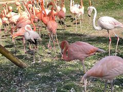 -哈尔滨北方森林动物园