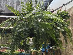 -龙大花卉苗木市场