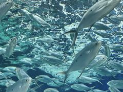 -上海海洋水族馆