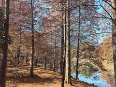 -上海海湾国家森林公园