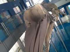android_upload_pic-上海海洋大学鱼文化博物馆(军工路校区)