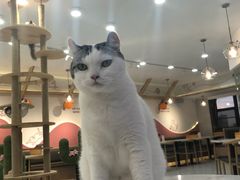 -喵园·猫主题咖啡厅·撸猫·猫咖(国贸店)