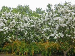 -上海共青森林公园