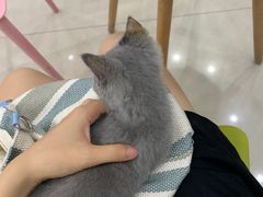 -乐琪宠物医院·犬猫专科·骨外科·急重症