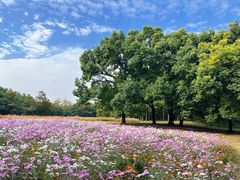 -上海共青森林公园