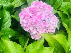 -罗布林卡